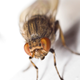 Illustration for article titled 294 Creepy Crawly Bug Wallpapers